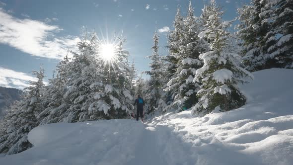 Man Ski Touring In Sunlit Snow Covered Forest