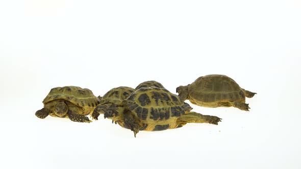Group of Turtles Isolated on a White Background at Studio