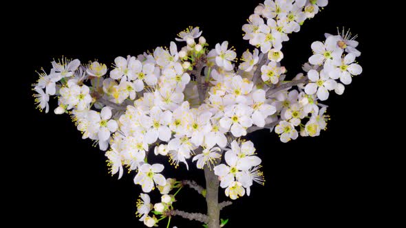 White Flowers Blossoms on the Branches Cherry Tree