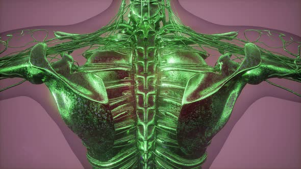 Radiographic Scan of Homan Skeletal Bones