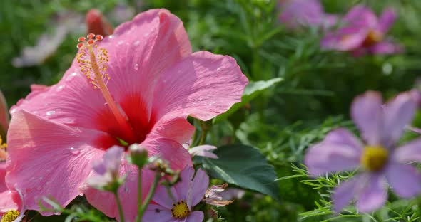 Pink hibiscus flower plant