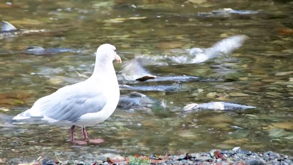 Sea gull in river with live salmon moving in background