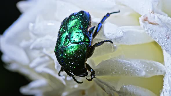 Close-up View of Green Rose Chafer - Cetonia Aurata Beetle on White Flower of Peony. Amazing Emerald