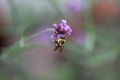 bee on flower - PhotoDune Item for Sale