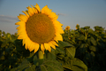 Sunflowers close-up. - PhotoDune Item for Sale