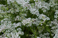 Coriander blooms on the field. - PhotoDune Item for Sale