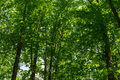 Green forest trees sun. - PhotoDune Item for Sale