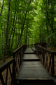 Forest stairs walk. - PhotoDune Item for Sale