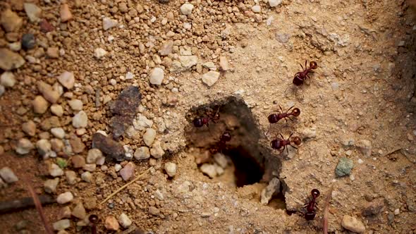 Colony of worker ants crawling around nest hole, slow motion close up top view