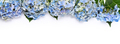 Border of blue hydrangea flowers - PhotoDune Item for Sale