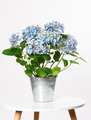 Bucket with blue hydrangea - PhotoDune Item for Sale