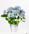 Bucket with blue hydrangea - PhotoDune Item for Sale