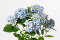 Beautiful blue hydrangea flowers - PhotoDune Item for Sale