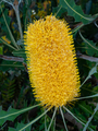 Australian Banksia in Flower - PhotoDune Item for Sale