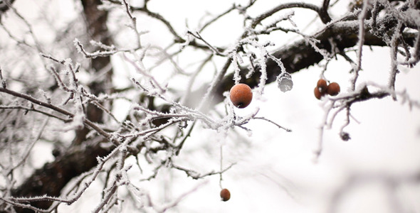 The Old Apple On The Tree