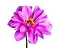 Isolated purple dahlia flower blossom - PhotoDune Item for Sale
