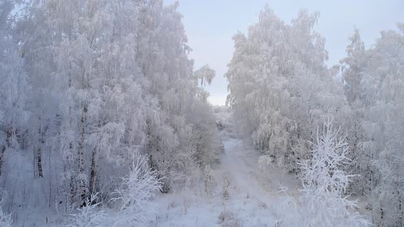 Frozen trees in the forest