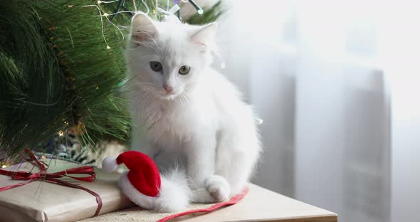 Christmas cat. Cute white kittens on festive holiday background. Kitty with Christmas lights