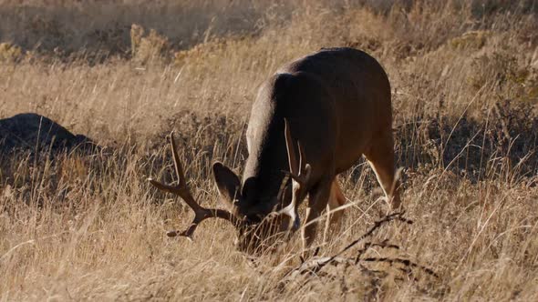 A herd of deer grazing in the Rocky Mountain National Park