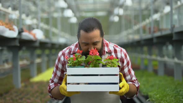 Farmer Sniffing Nice Flower Seedlings in Greenhouse, Plant Breeding Business