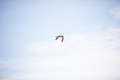 seagull in sky - PhotoDune Item for Sale