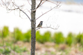 Sparrow sitting on branch of tree and eating insects - PhotoDune Item for Sale