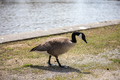 Canadian Geese - PhotoDune Item for Sale