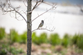sparrow sitting on tree and eating insects - PhotoDune Item for Sale