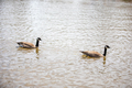 canadian geese on lake - PhotoDune Item for Sale