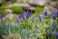 spring purple flowers - PhotoDune Item for Sale