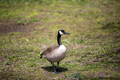 canadian geese on green background - PhotoDune Item for Sale