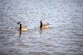 two Canadian geese on lake - PhotoDune Item for Sale