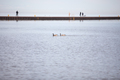 two Canadian geese on lake - PhotoDune Item for Sale