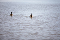 two canadian geese - PhotoDune Item for Sale