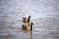 two canadian geese on lake - PhotoDune Item for Sale