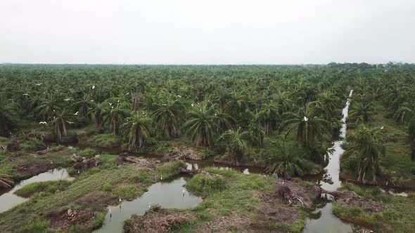 Egrets fly towards oil palm direction and have a rest.