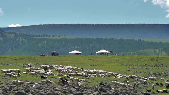 Mongolian Tents in the Background, While a Crowded Flock of Sheep Passes in the Foreground