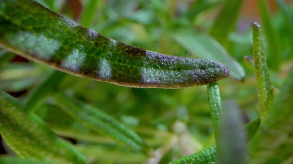 Rosemary leaves macro shot