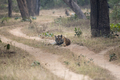 Royal Bengal tiger  - PhotoDune Item for Sale