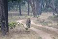 Royal Bengal tiger walking  - PhotoDune Item for Sale