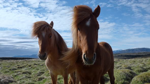 Closeup View of Icelandic Horses Standing on Grassy Field