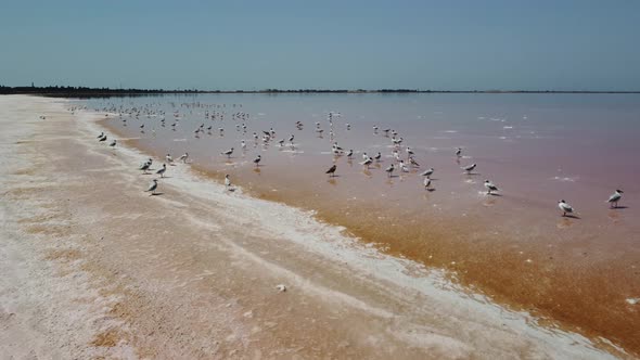 Flying Over Seagulls at Pink Salt Lake