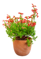 Isolated potted red erica - PhotoDune Item for Sale
