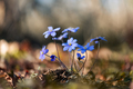 Violet blue flowers in dark forest - PhotoDune Item for Sale