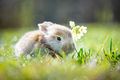Small brown rabbit in green grass closeup - PhotoDune Item for Sale