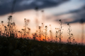 Amazing sunset on summer field - PhotoDune Item for Sale