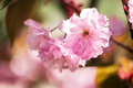 Beauty sakura flowers on twig closeup - PhotoDune Item for Sale