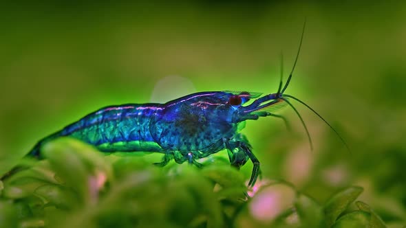 Blue Velvet Shrimp