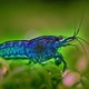 Blue Velvet Shrimp - VideoHive Item for Sale