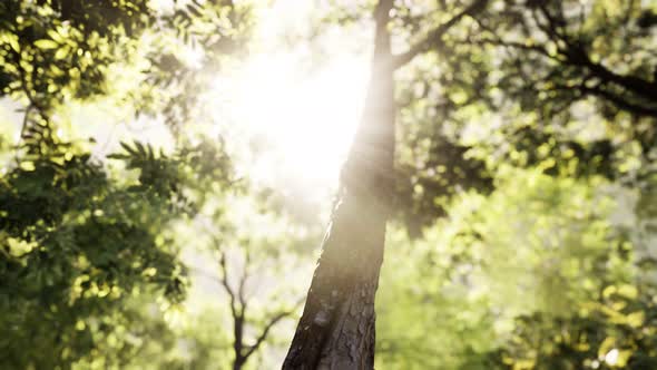 Rays of Bursting Sunlight in a Misty Forest